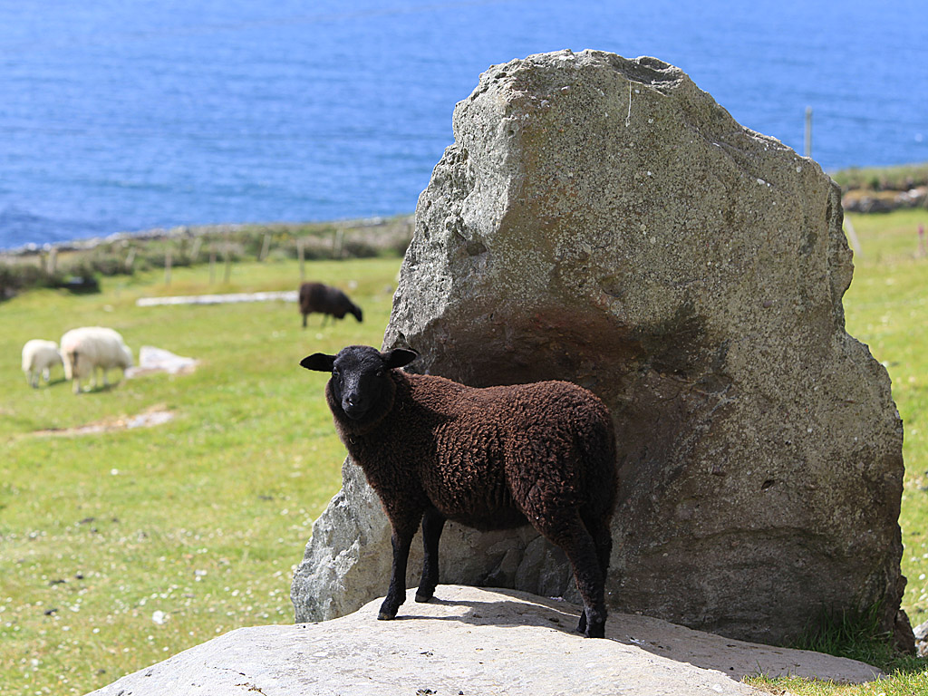 eire19-18.jpg