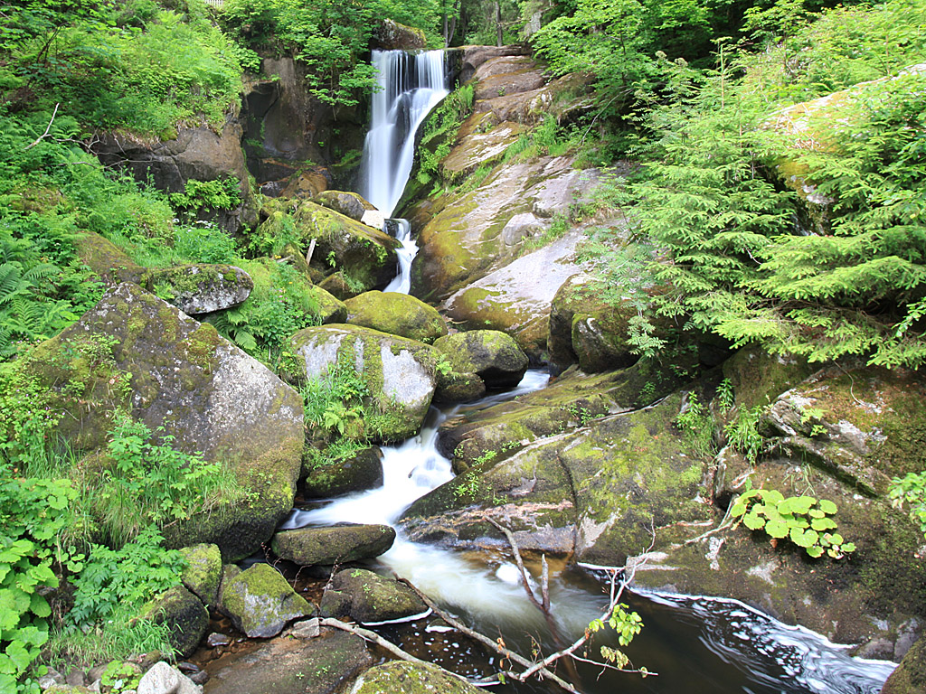 blackforest05.jpg