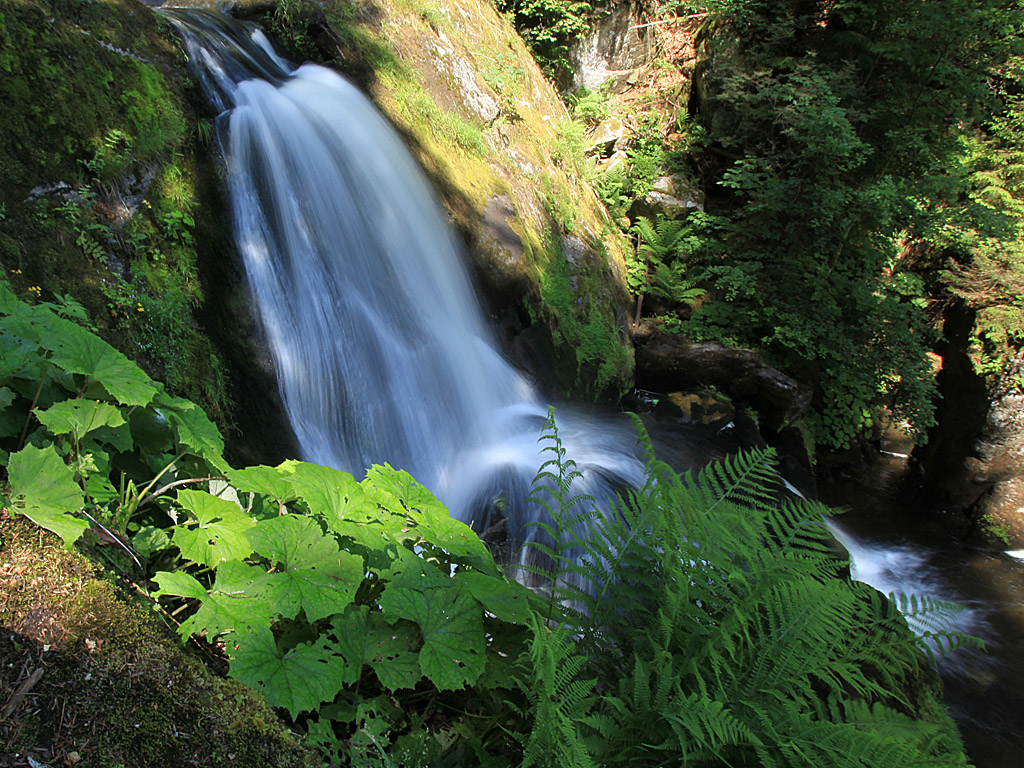 blackforest07.jpg