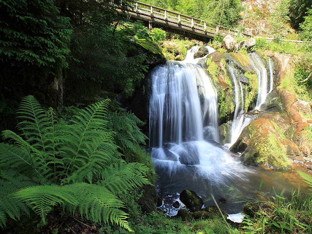 blackforest08.jpg