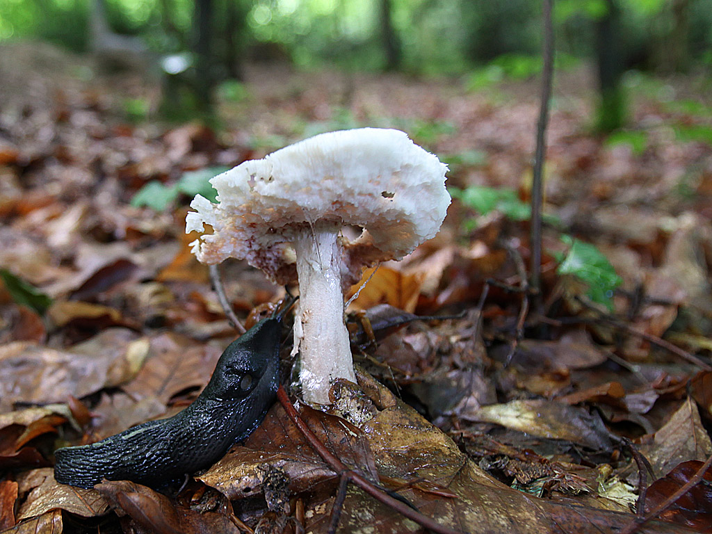 blackforest13.jpg