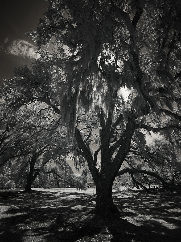 airlie08.jpg