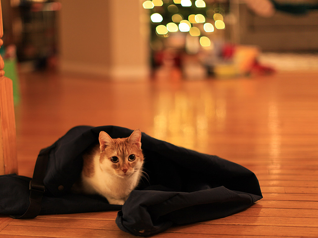 coco-xmas.jpg