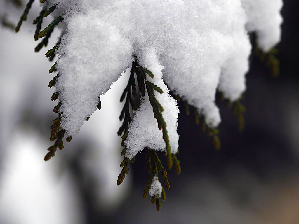snow21-06.jpg