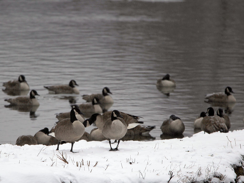 snow21-14.jpg