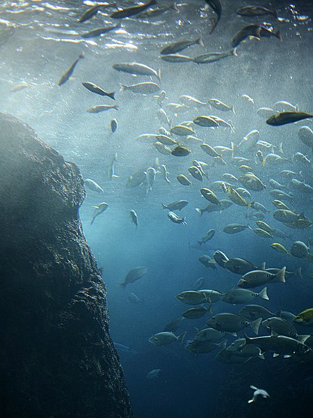 enoshima12.jpg