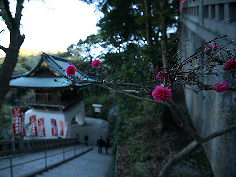 enoshima42.jpg