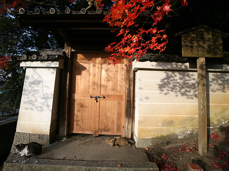 kyoto48.jpg