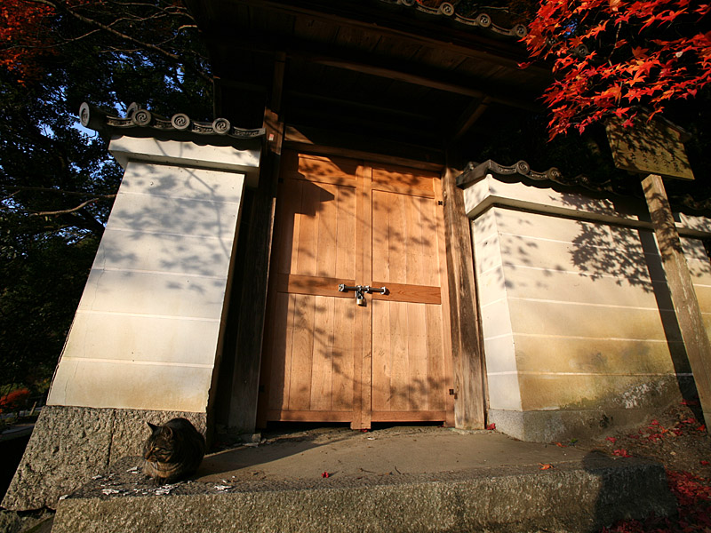 kyoto50.jpg