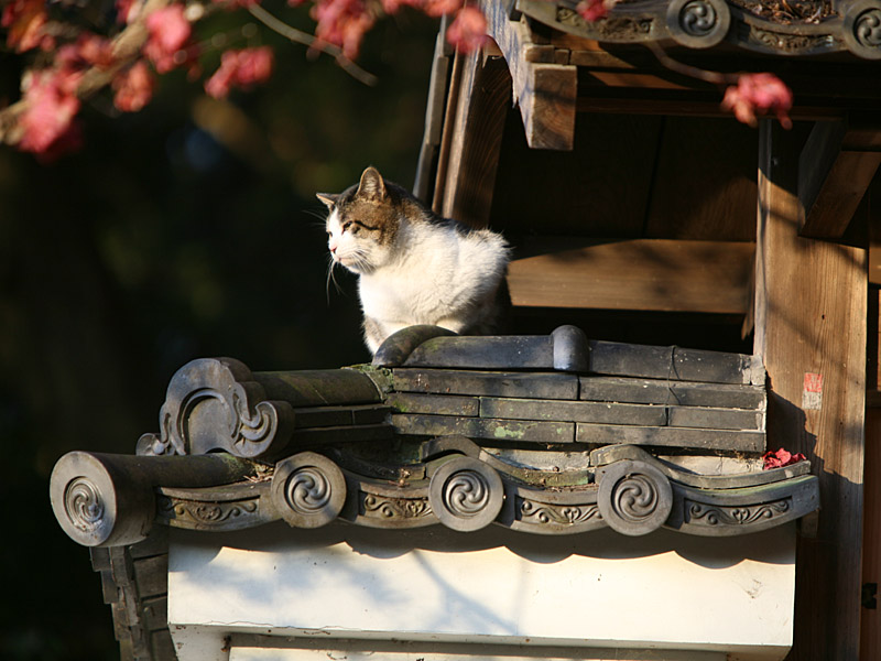 kyoto53.jpg