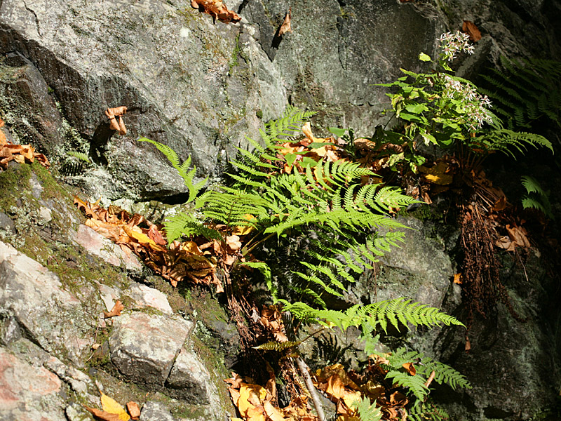 fall09-09.jpg