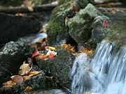 fall-va08