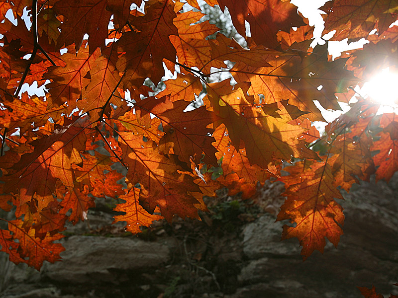 cheaha06.jpg