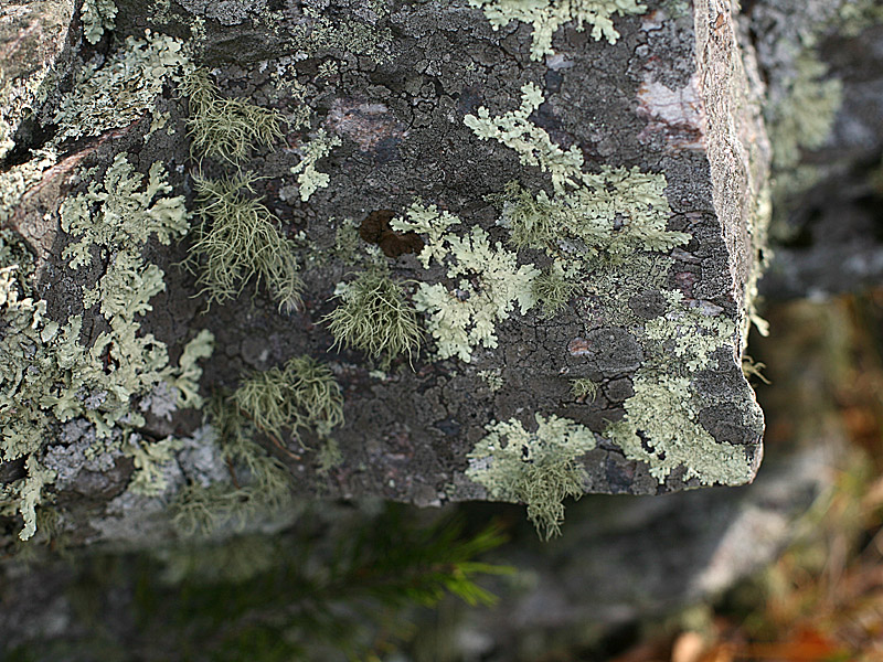 cheaha10.jpg