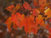 cheaha16