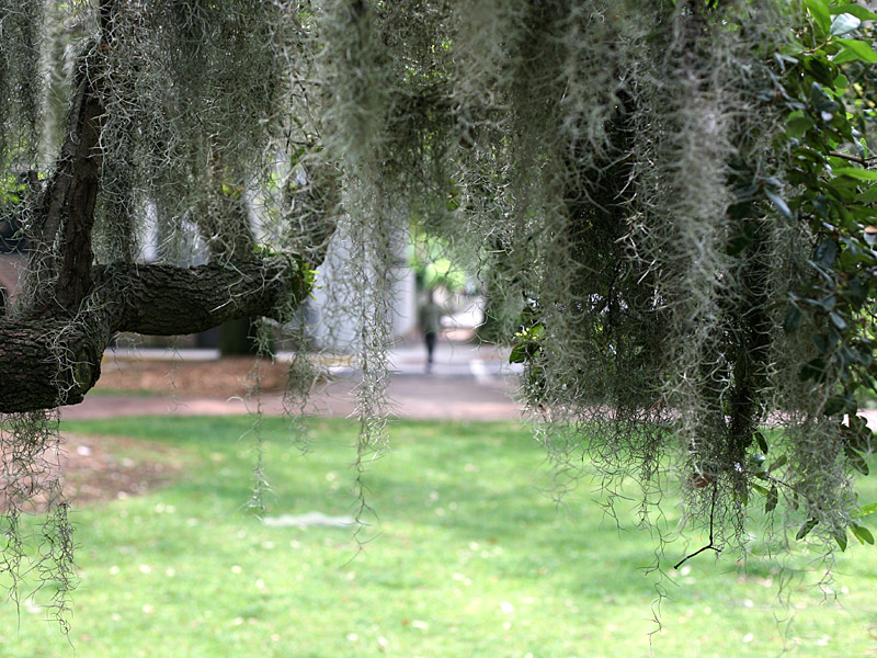savannah01.jpg