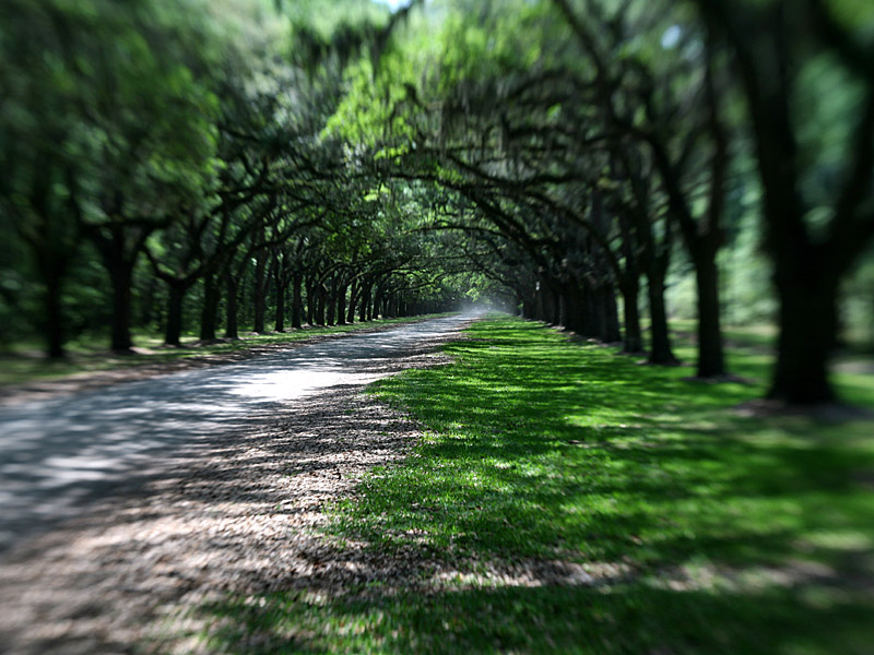 wormsloe1.jpg