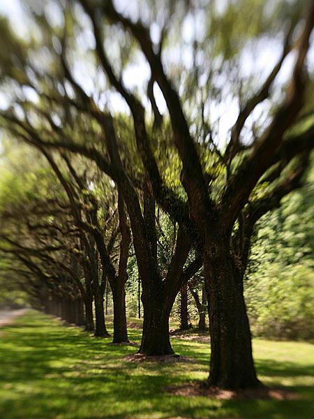 wormsloe2.jpg