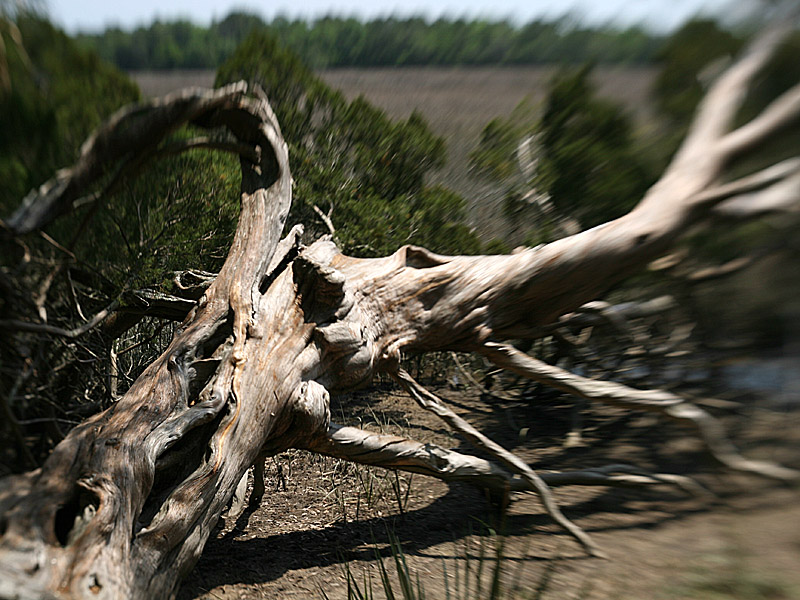 wormsloe6.jpg