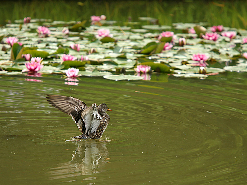 seattle75.jpg