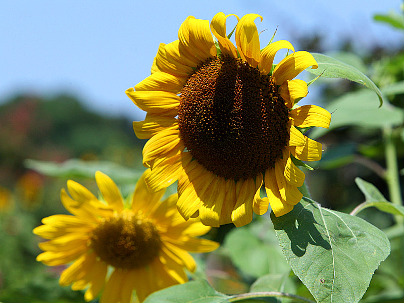 sunflower01.jpg