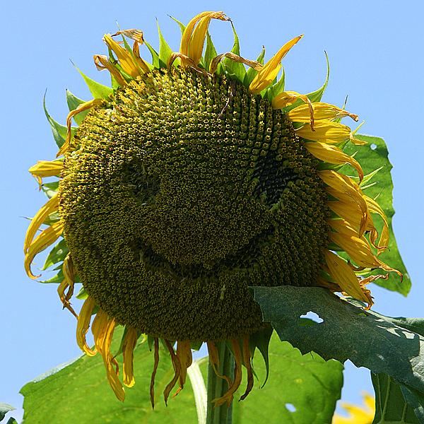 sunflower05.jpg