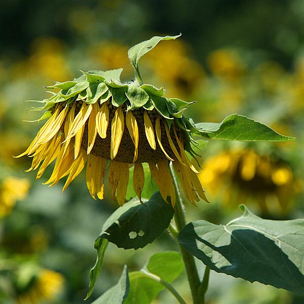 sunflower07.jpg