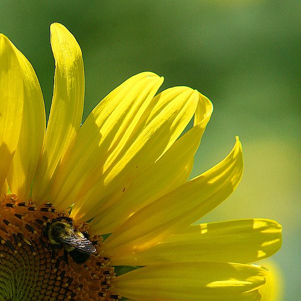 sunflower10.jpg