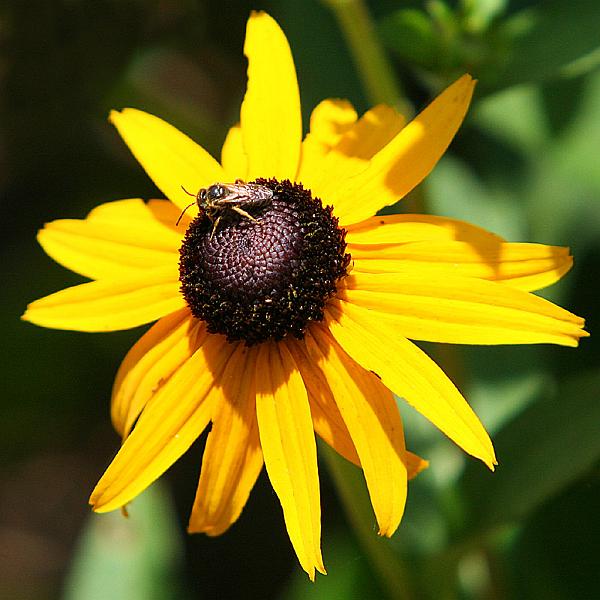 sunflower15.jpg