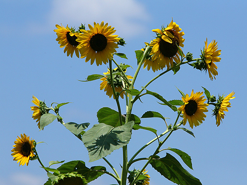 sunflower17.jpg