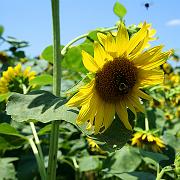 sunflower04