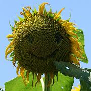 sunflower05