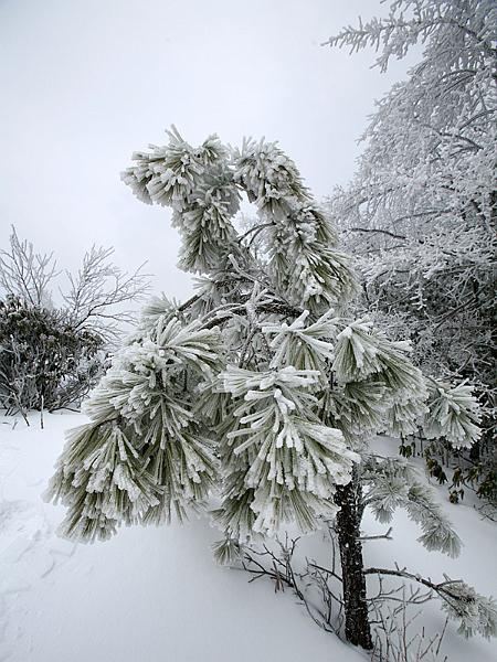 pinemountain06.jpg
