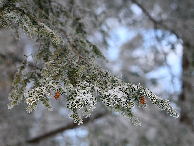 wintergreen10.jpg