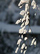 snow06