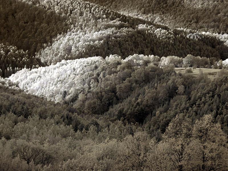 fleckenstein01.jpg