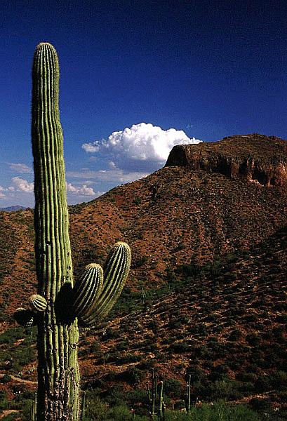 tonto6.jpg