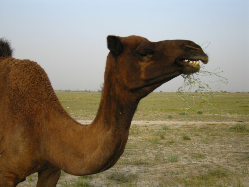 kuwait09.jpg