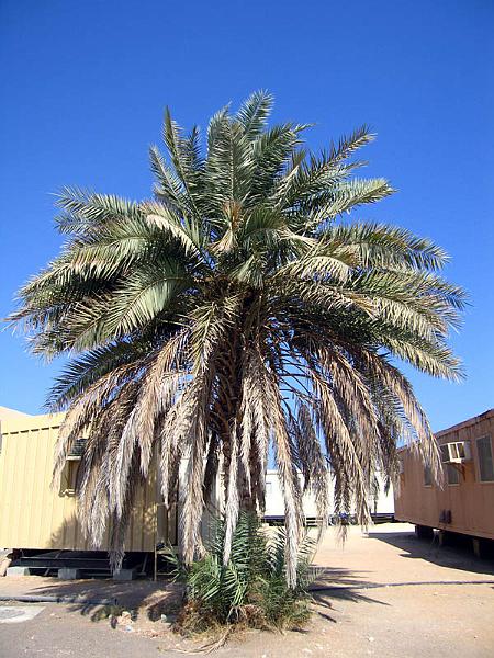 oman.jpg