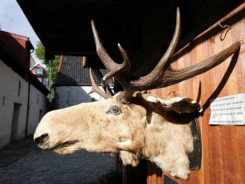 bergen10.jpg