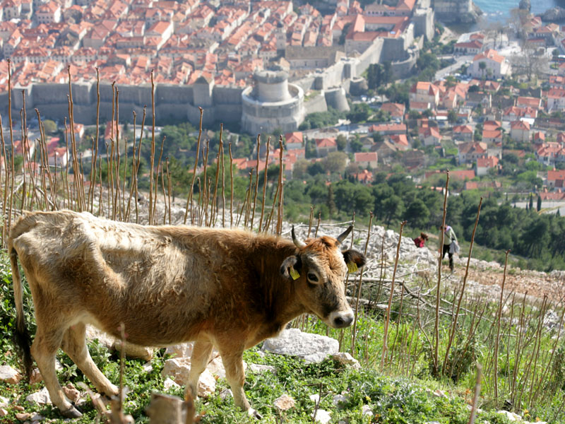 croatia061.jpg