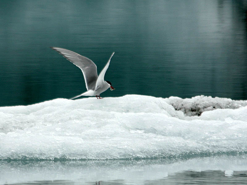 iceland032.jpg