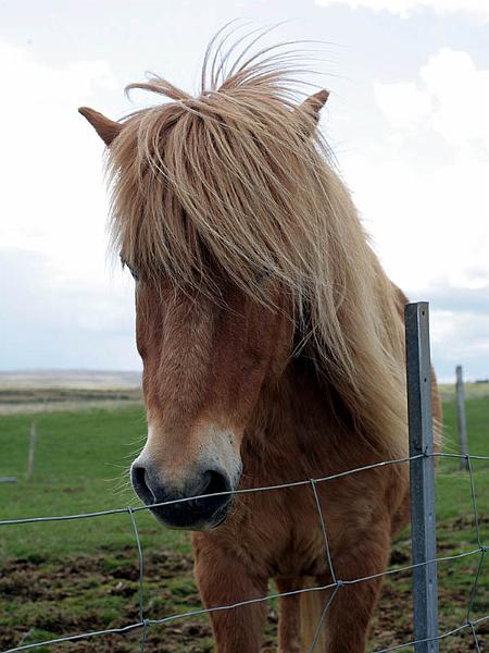 iceland125.jpg