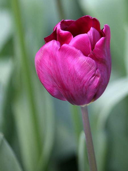 keukenhof18.jpg