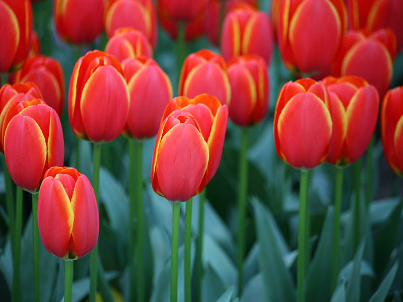 keukenhof21.jpg