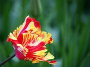keukenhof15