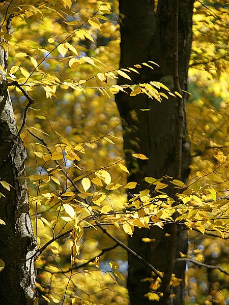 fall09-10.jpg