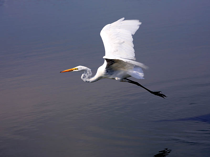 obx55.jpg