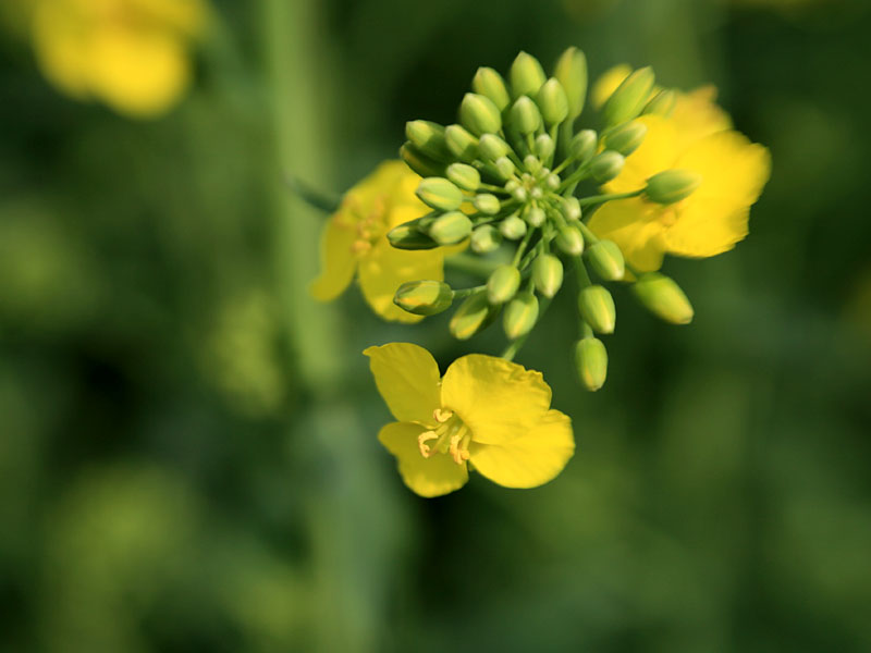 rapeseed3.jpg