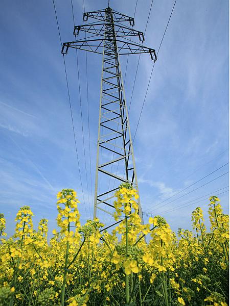 rapeseed6.jpg